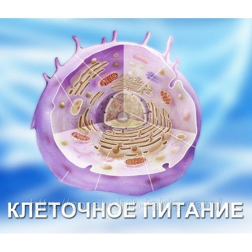 Клеточное питание картинки