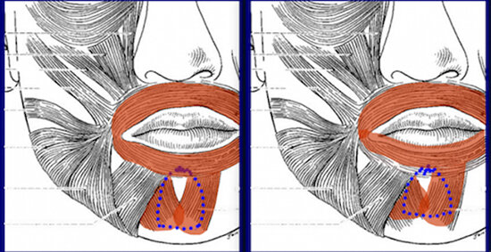 Мышцы губ. Поперечная мышца подбородка. Мышца поднимающая подбородок. Подбородочная мышца анатомия.