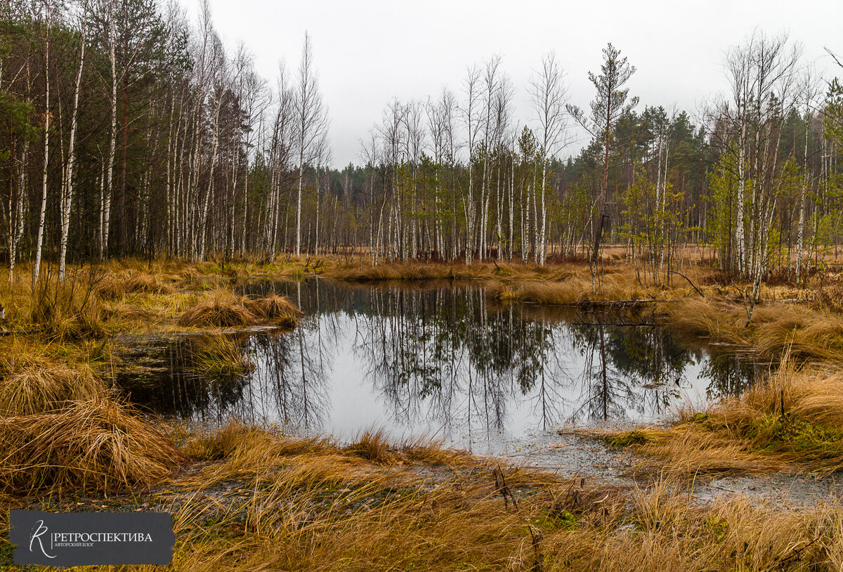 Озеро Бойня в окрестностях поселка Суслонгер. В годы войны здесь размещались склады и прочая инфраструктура 31 ЗСБр.  Источник - https://vk.com/retrospektive