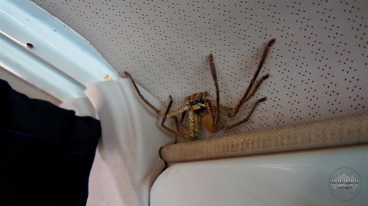 взято из https://anaustralianodyssey.files.wordpress.com/2011/11/dsc01295-copy-large.jpg