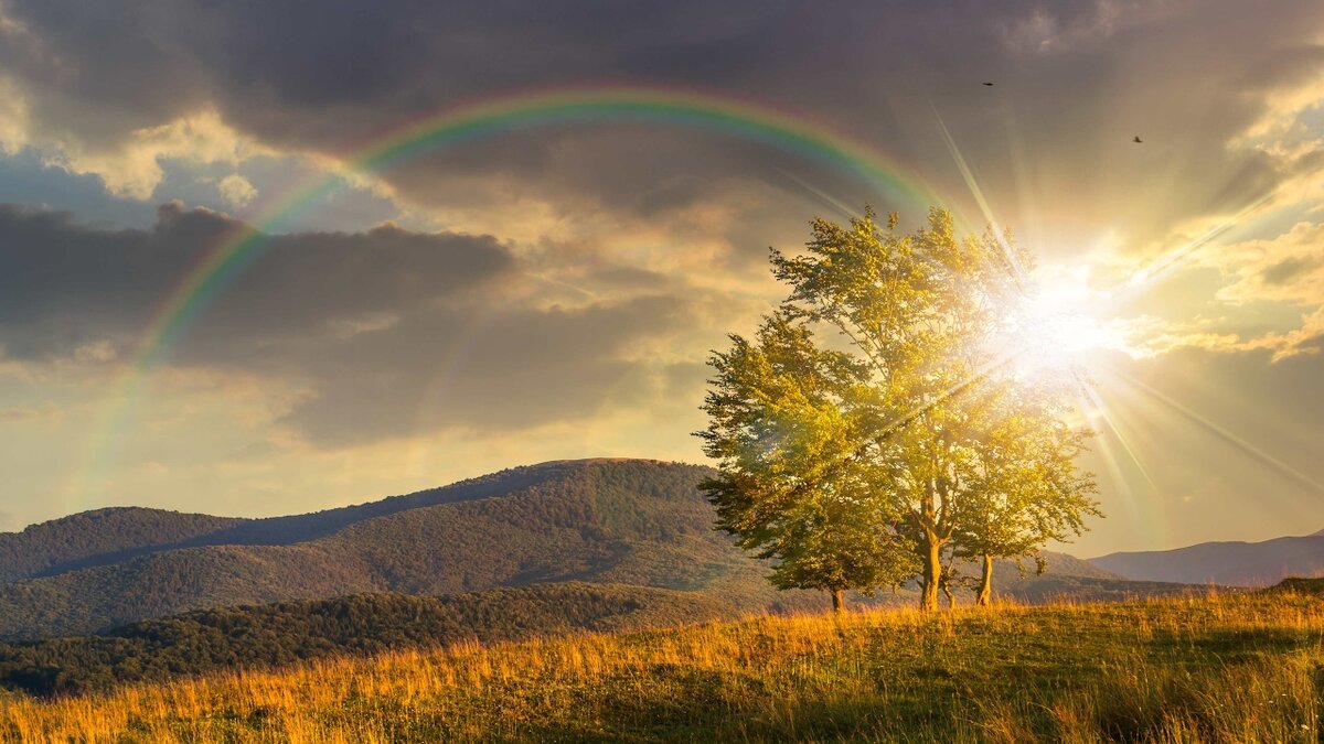 Поляна кварсага ромного полюба. 2019 год 