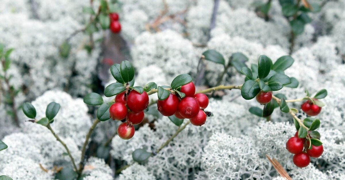 Ягоды в тундре (брусника)