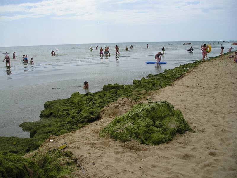 Анапа море водоросли