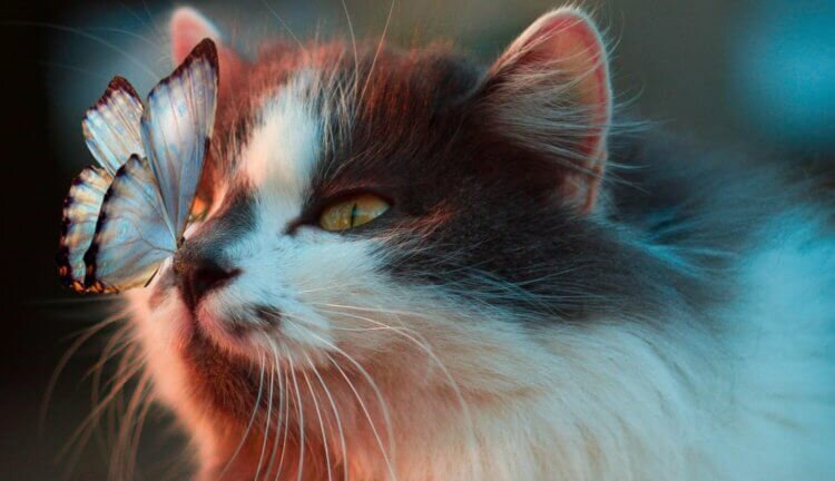 Кошка