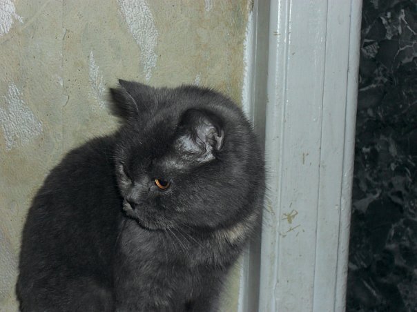 Кошка Плюша смотрит на ту, что ее нам продала, как она того заслуживает