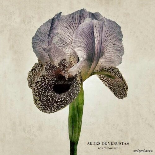 Ирис Бисмарка