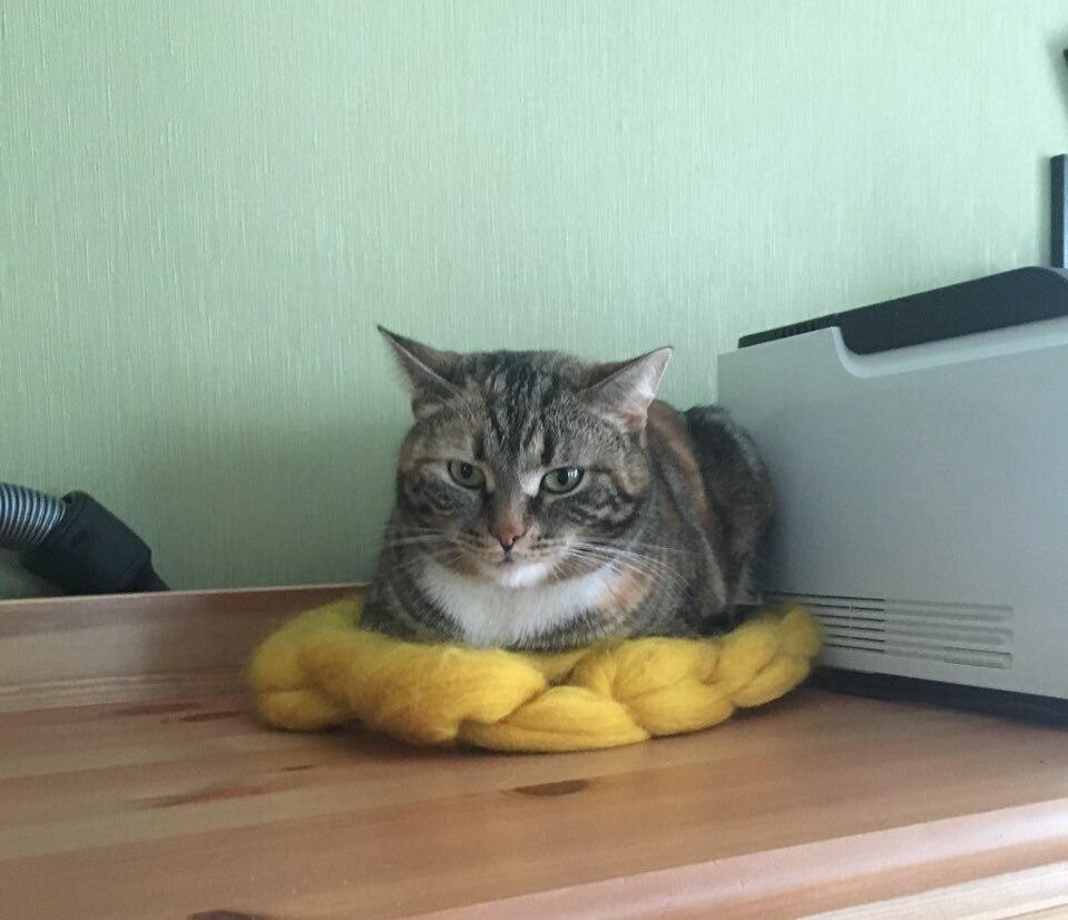 Донна Корицци