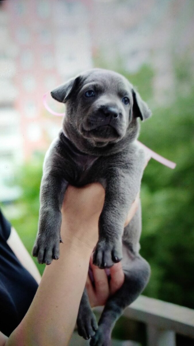 Первые показы.