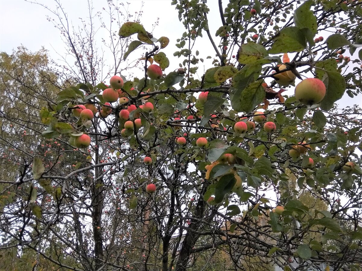 соседи делятся урожаем