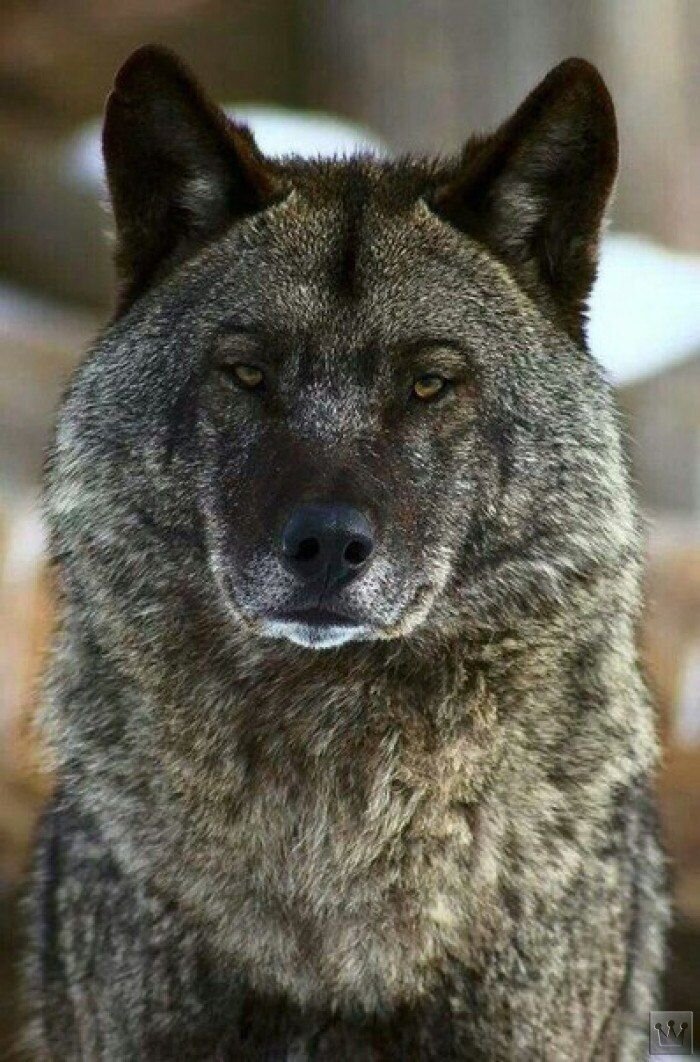 источник: https://www.pinterest.ru/pin/441704675944392075/