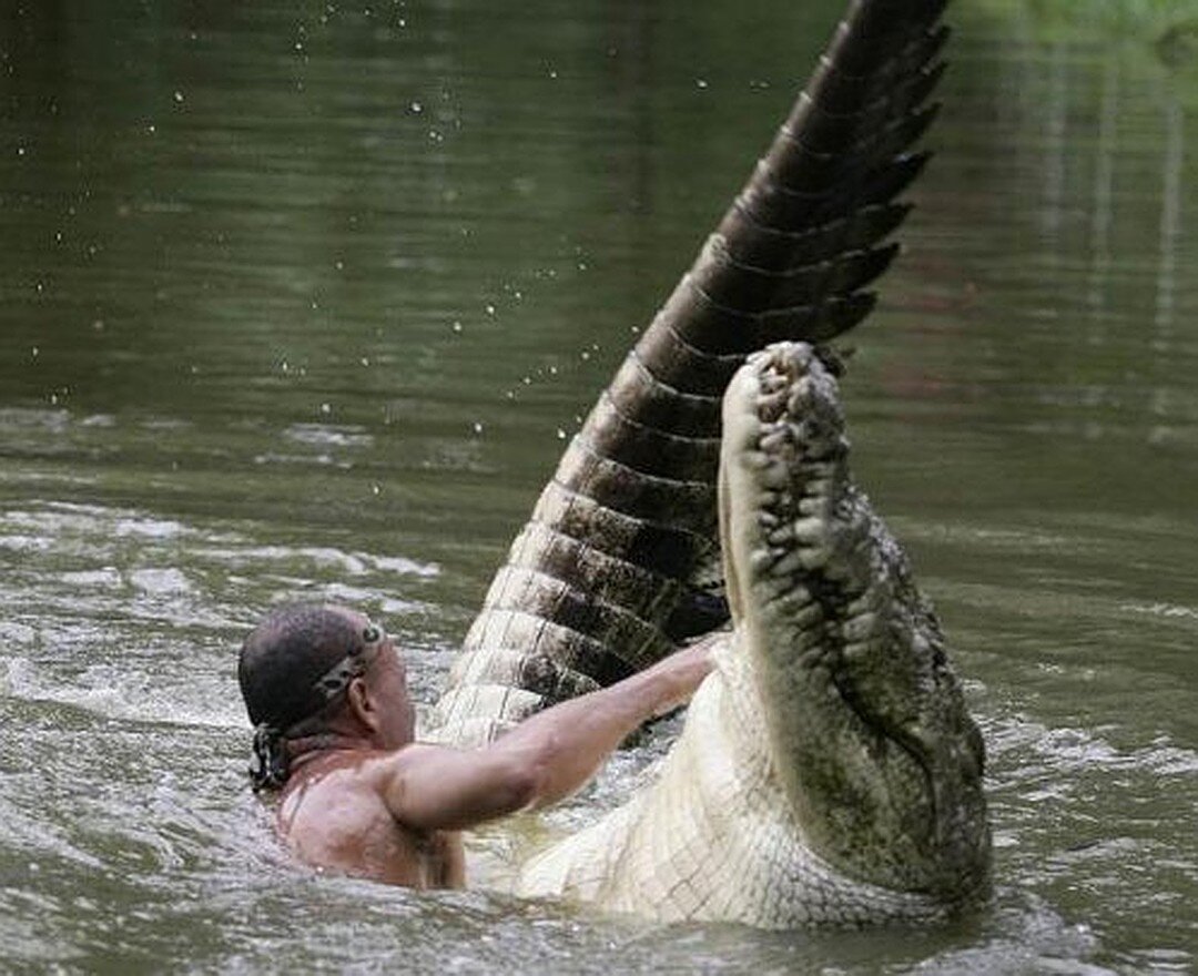 В раненую реку не войдешь. Рыбак Чито и крокодил Почо. Дружба рыбака Чито и крокодила Почо. Дружба человека и крокодила Почо.