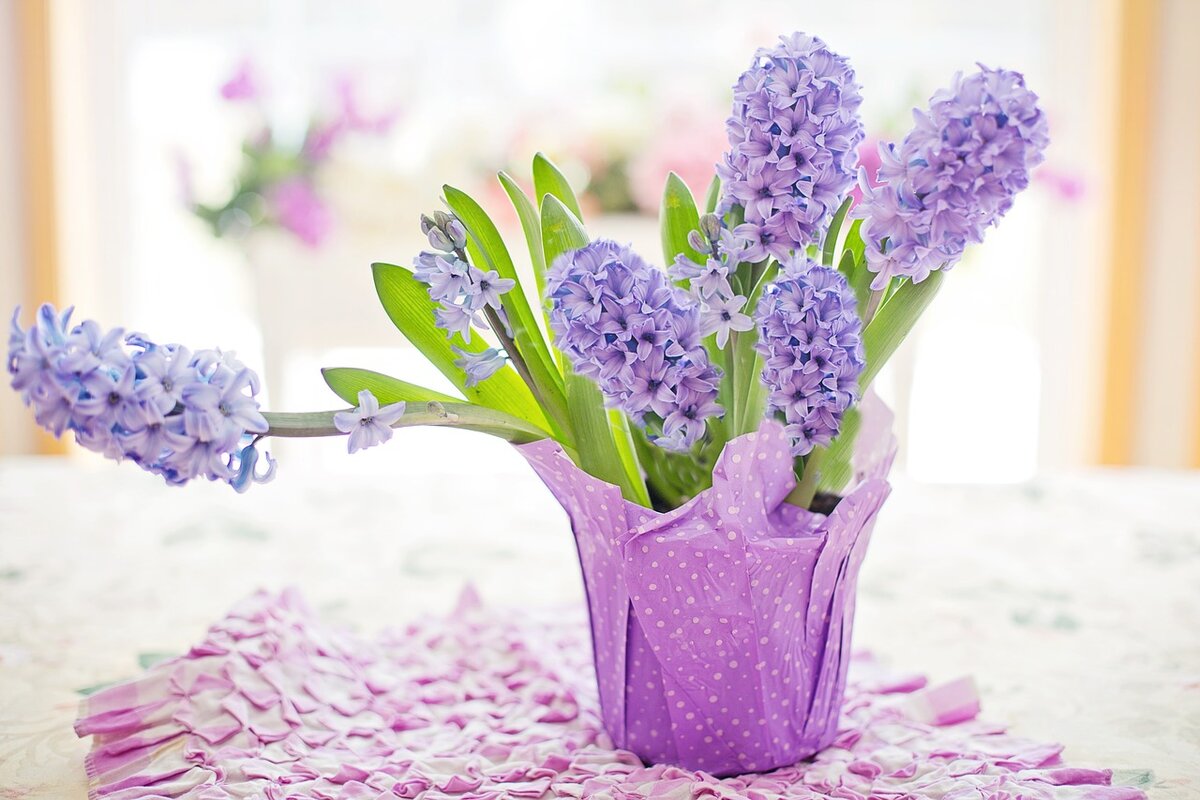 Гиацинт   https://pixabay.com/ru/photos/%D0%B3%D0%B8%D0%B0%D1%86%D0%B8%D0%BD%D1%82-%D1%84%D0%B8%D0%BE%D0%BB%D0%B5%D1%82%D0%BE%D0%B2%D1%8B%D0%B9-%D0%BF%D0%B0%D1%81%D1%82%D0%B5%D0%BB%D1%8C-%D0%B2%D0%B5%D1%81%D0%BD%D0%B0-4110726/