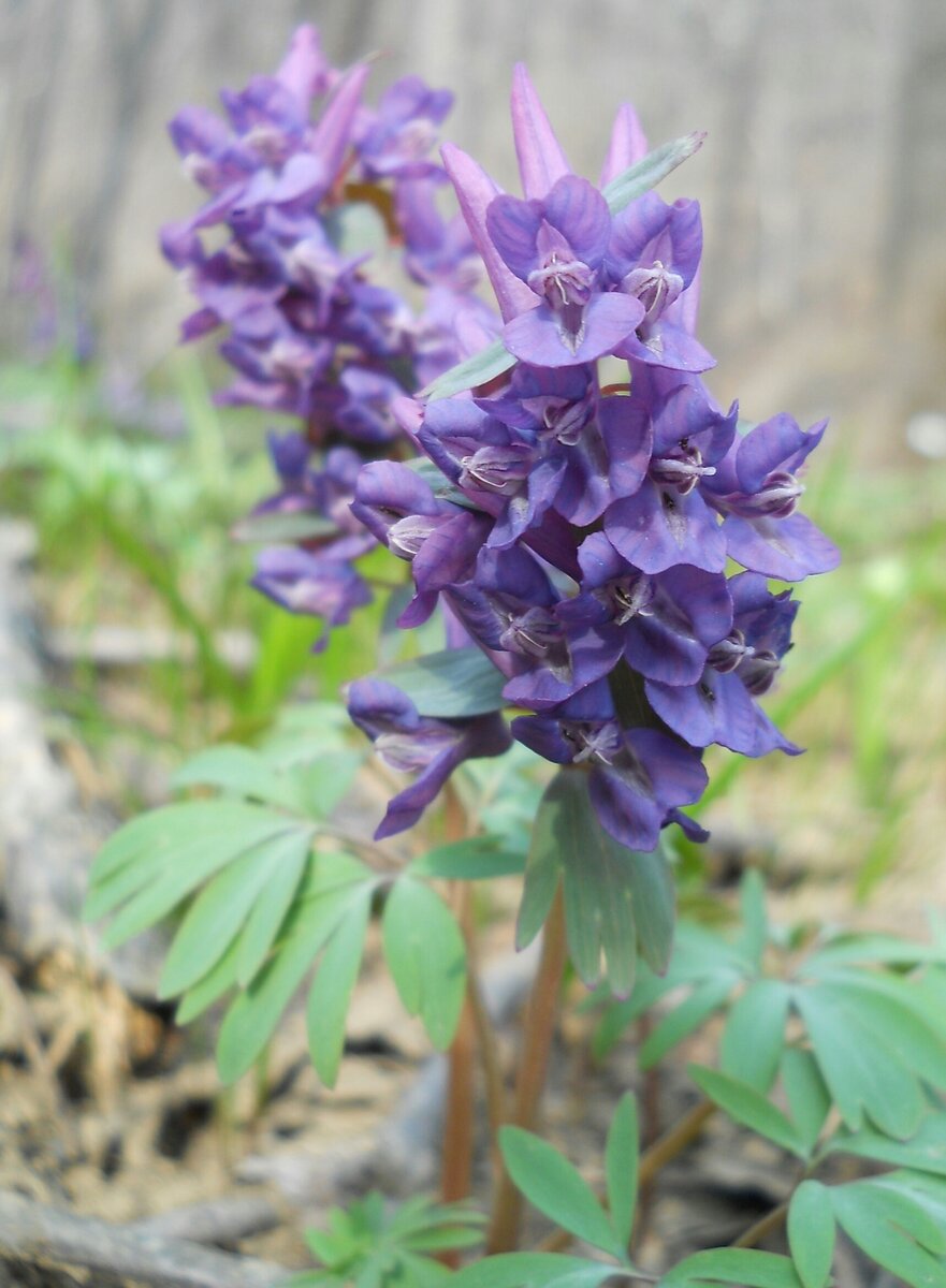 Хохлатка Purple Beauty