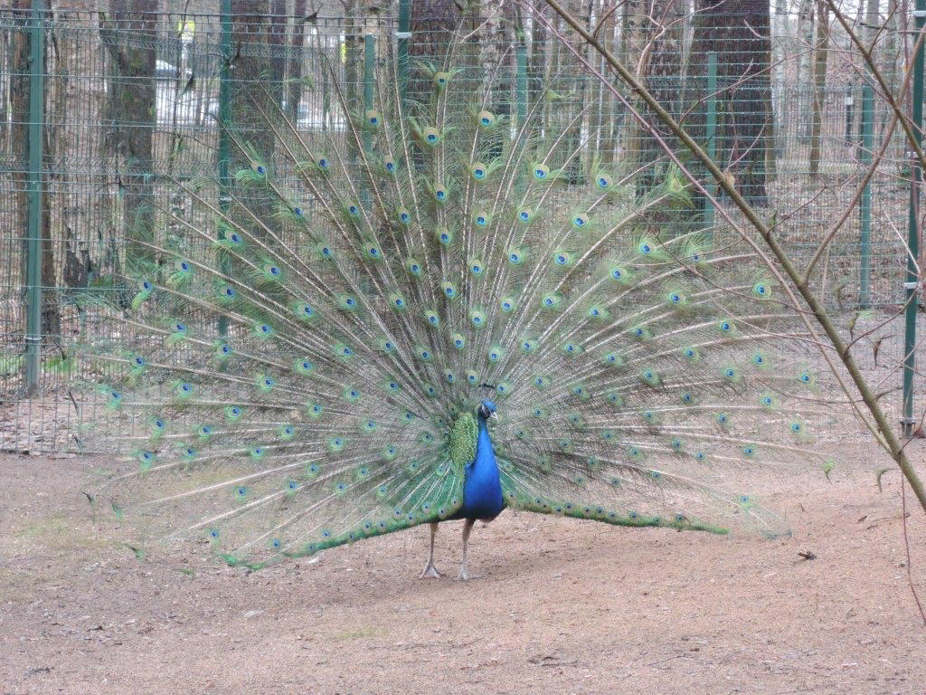 Контактный зоопарк «Радуга»