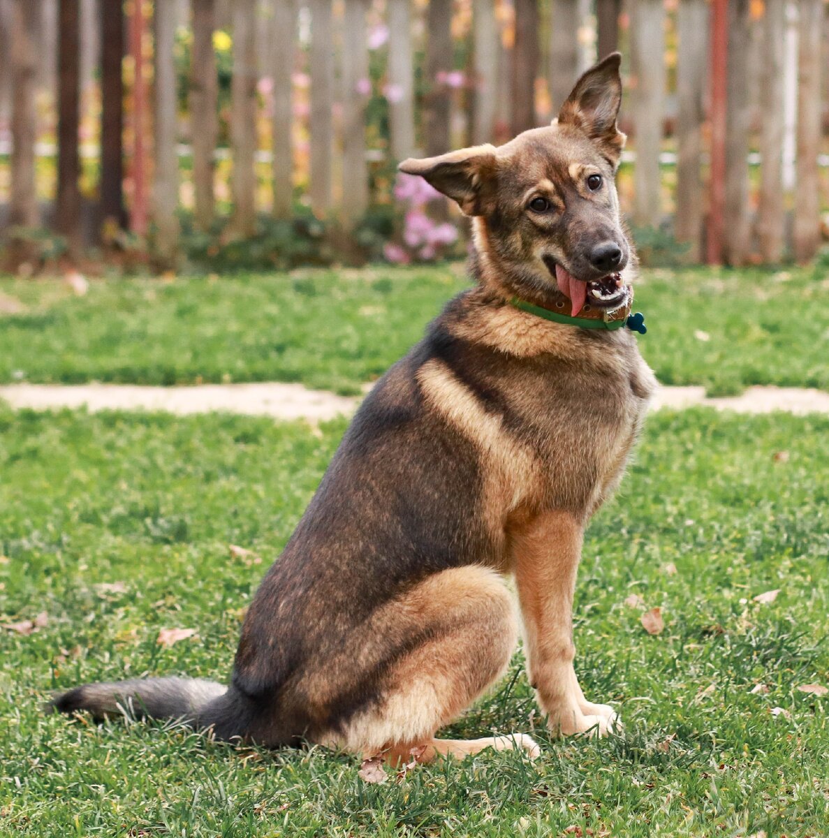 Собака Руслана из Банды Дворян