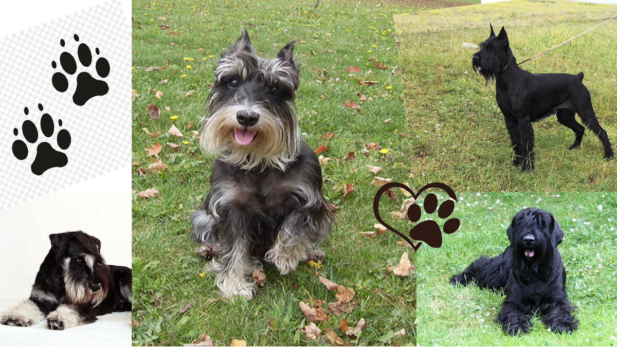 Ризеншнауцеры, цвергшнауцеры