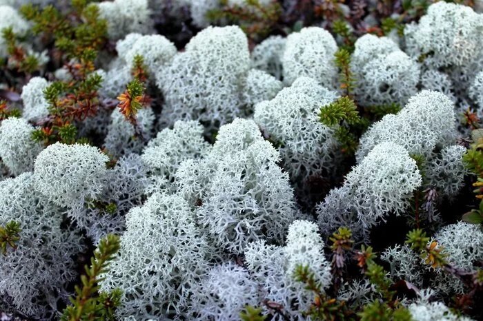 Как выглядит растение ягель Cladonia evansii in the Woodlands