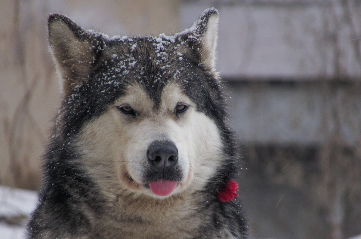 Фотография из свободного источника.