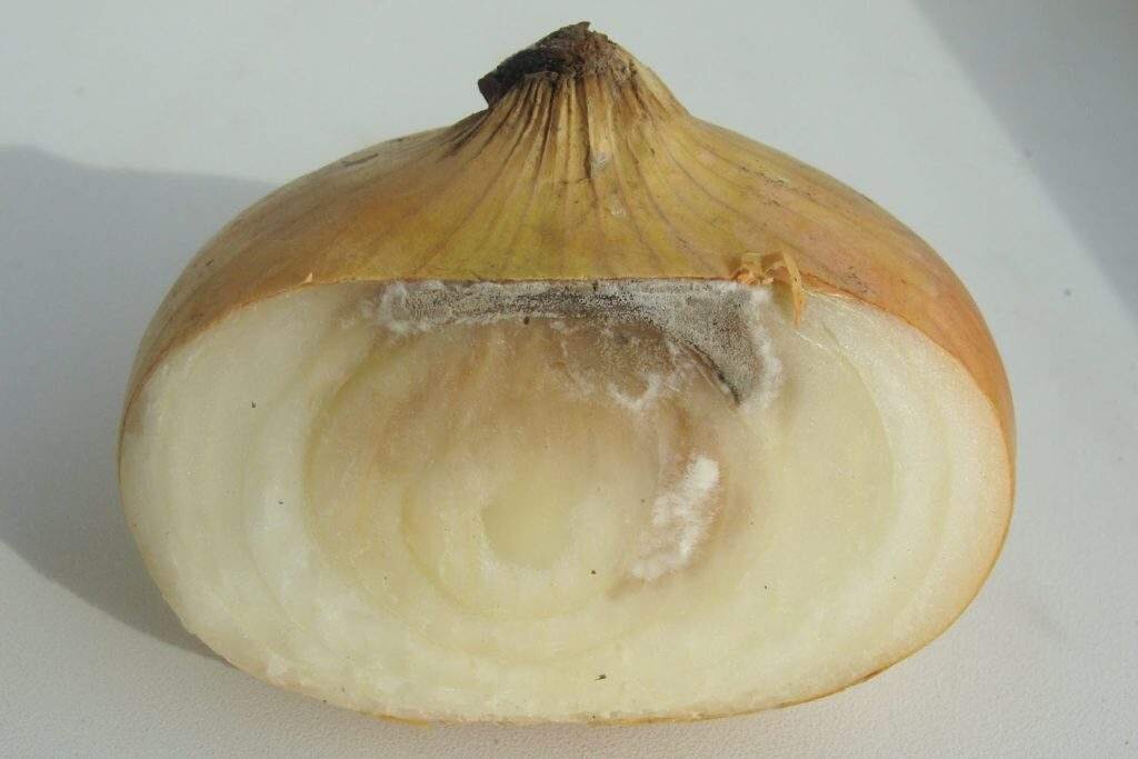 Серая шейковая гниль