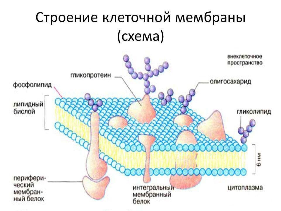 Кле́точная мембра́на (также цитолемма, плазмалемма, или плазматическая мембрана) — эластическая молекулярная структура, состоящая из белков и липидов. Отделяет содержимое любой клетки от внешней среды, обеспечивая её целостность; регулирует обмен между клеткой и средой; внутриклеточные мембраны разделяют клетку на специализированные замкнутые отсеки — компартменты или органеллы, в которых поддерживаются определённые условия среды.