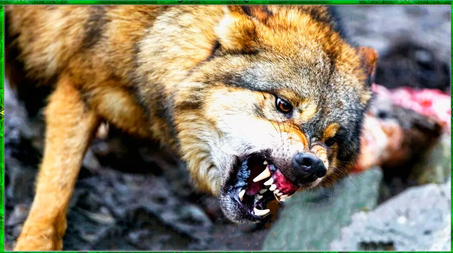 Опасный противник