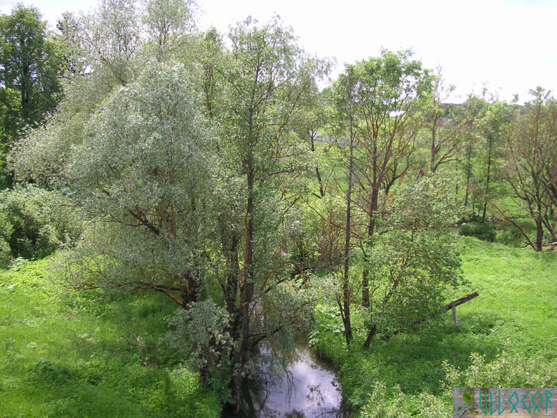 Река Мышега. Ферзиково