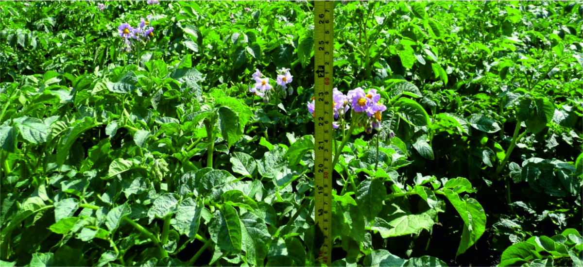 Для различных сортов норма высоты ботвы разная