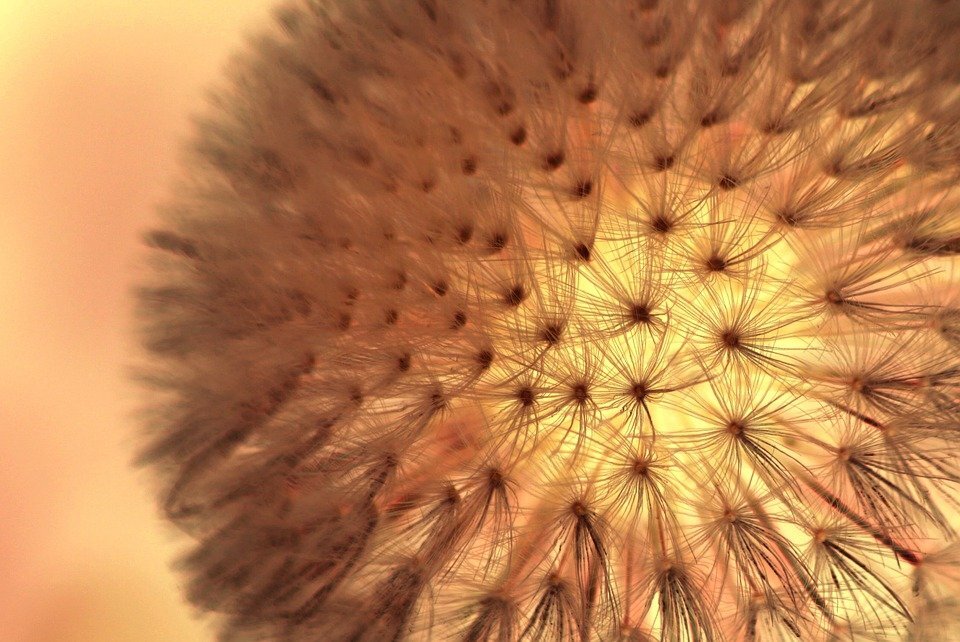 https://cdn.pixabay.com/photo/2014/03/31/18/16/dandelion-302129_960_720.jpg