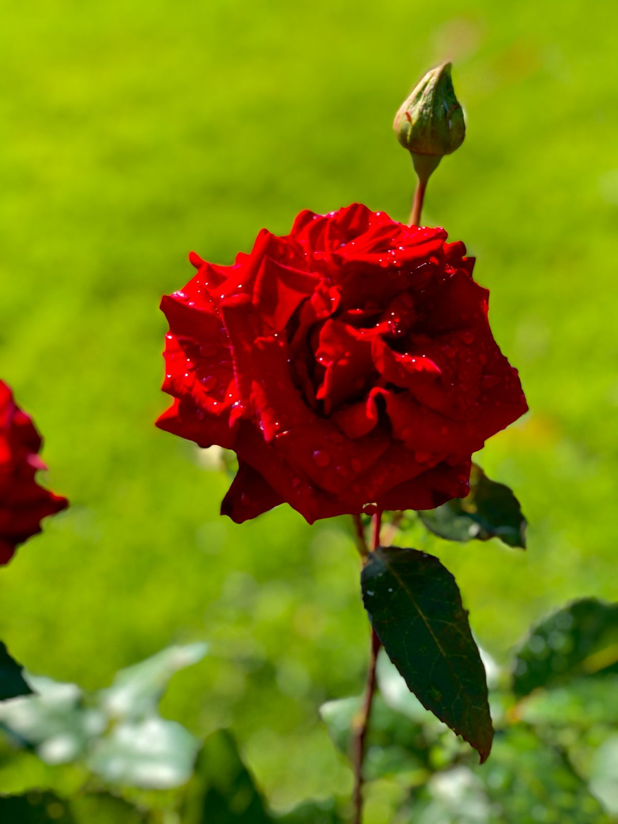 Фото сделано автором