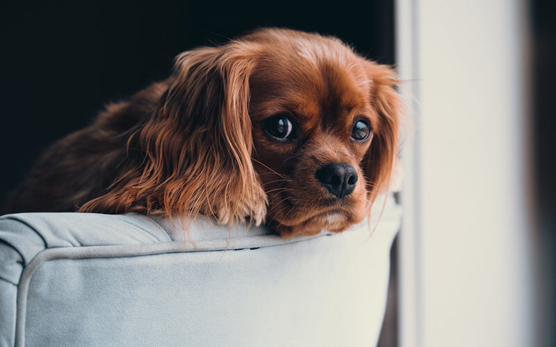 Многие собаки испытывают сильный стресс, когда их оставляют в одиночестве. Фото StockSnap/Pixabay 
