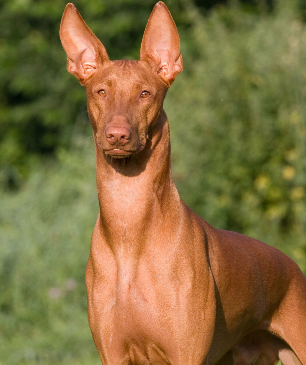 Благородная собака. Фараонова собака порода. Порода фараон хаунд. Порода собак Египетский фараон. Фараонова собака черная.