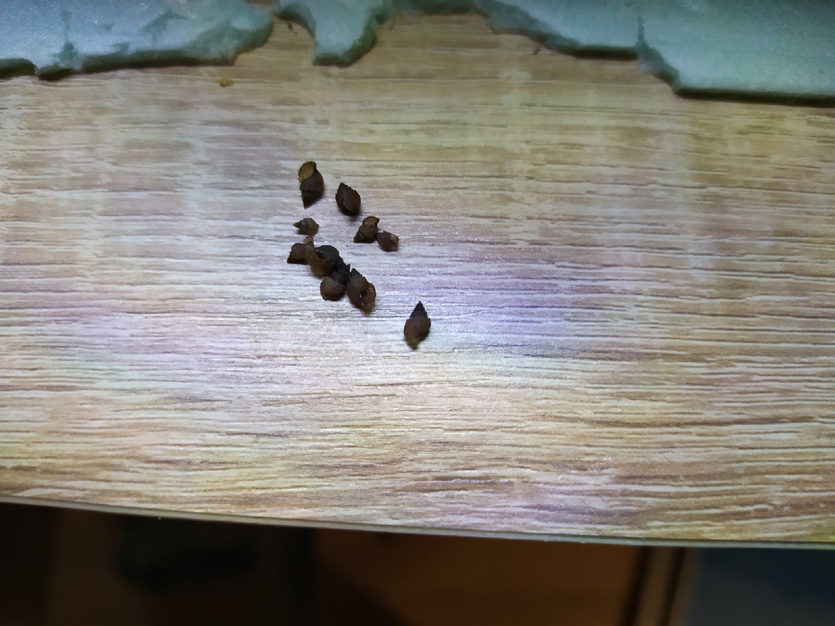 Один из уловов в аквариуме, личный фотоархив