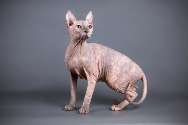 Сфинкс
* Перед Вами фото типичного представителя породы кошек Сфинкс.
Характеристика породы
Отношение к детям (4 из 5):