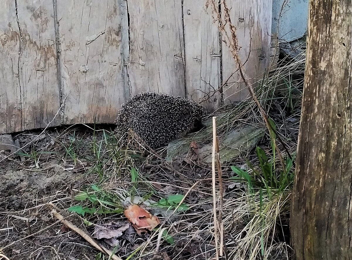Ёжик в гости пришел