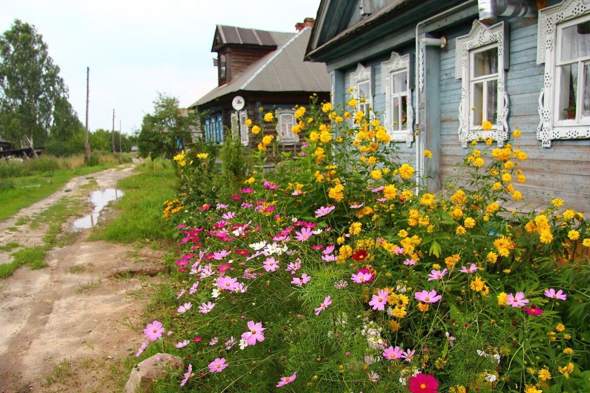 Космея Бабушкин палисадник