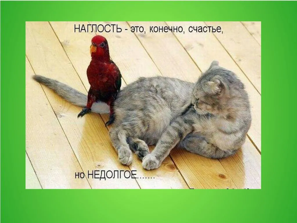 Наглость это. Наглость картинки. Наглость людей. Наглость рисунок. Человеческая наглость