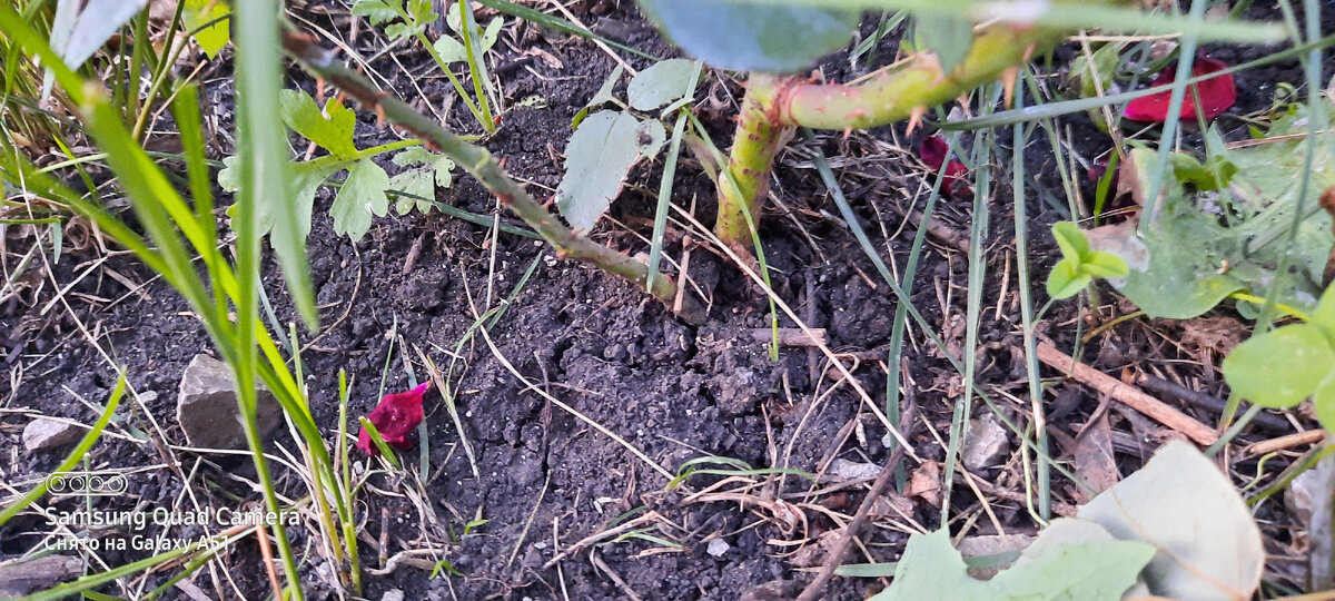 Роза сломалась у основания,  но пошла от корня 