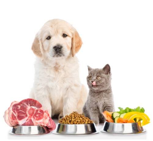 Действительно ли можно смешивать корма для кошек и собак в одной порции?