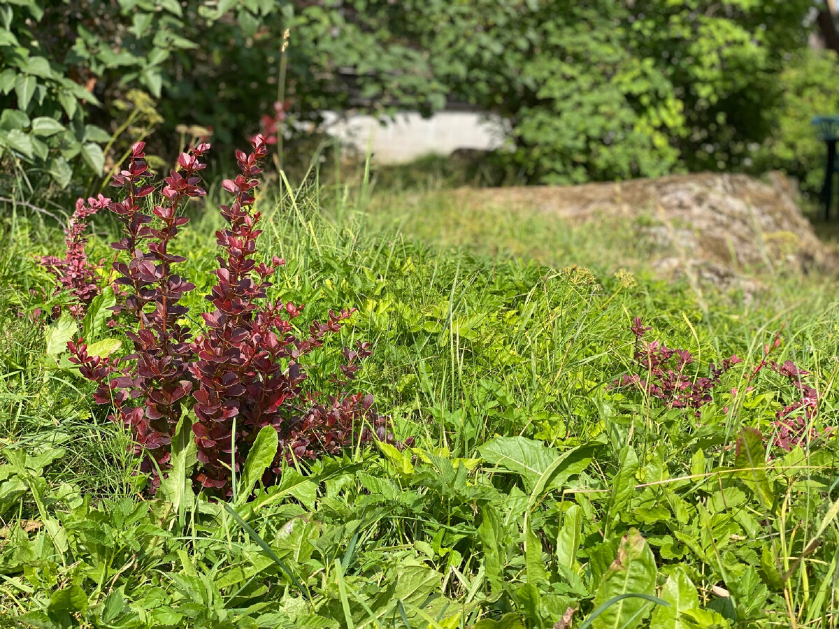 Малыши Барбарисы — идеальны для маленького сада. Только сорта надо подобрать правильно. Тунберга «Admiration» достигает всего 0,5 метров в высоту
