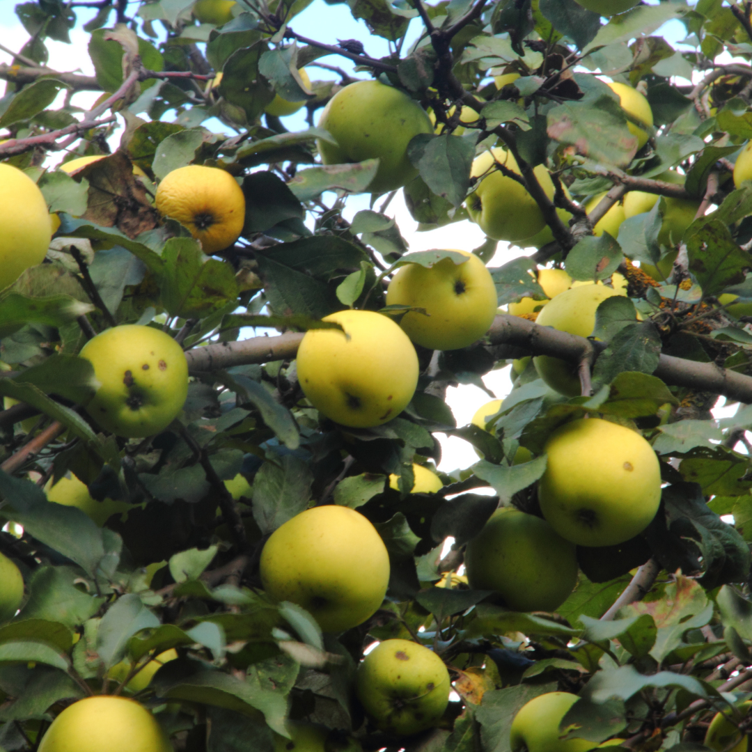 Яблони и другие деревья, как и кустарники нуждаются в подготовке к зиме