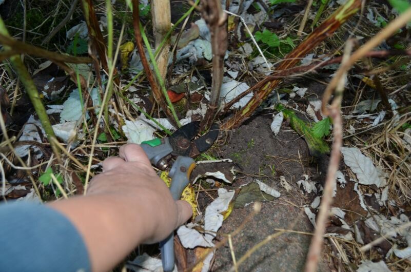 Вырезаю сухие побеги у поверхности почвы, не оставляя пеньков.