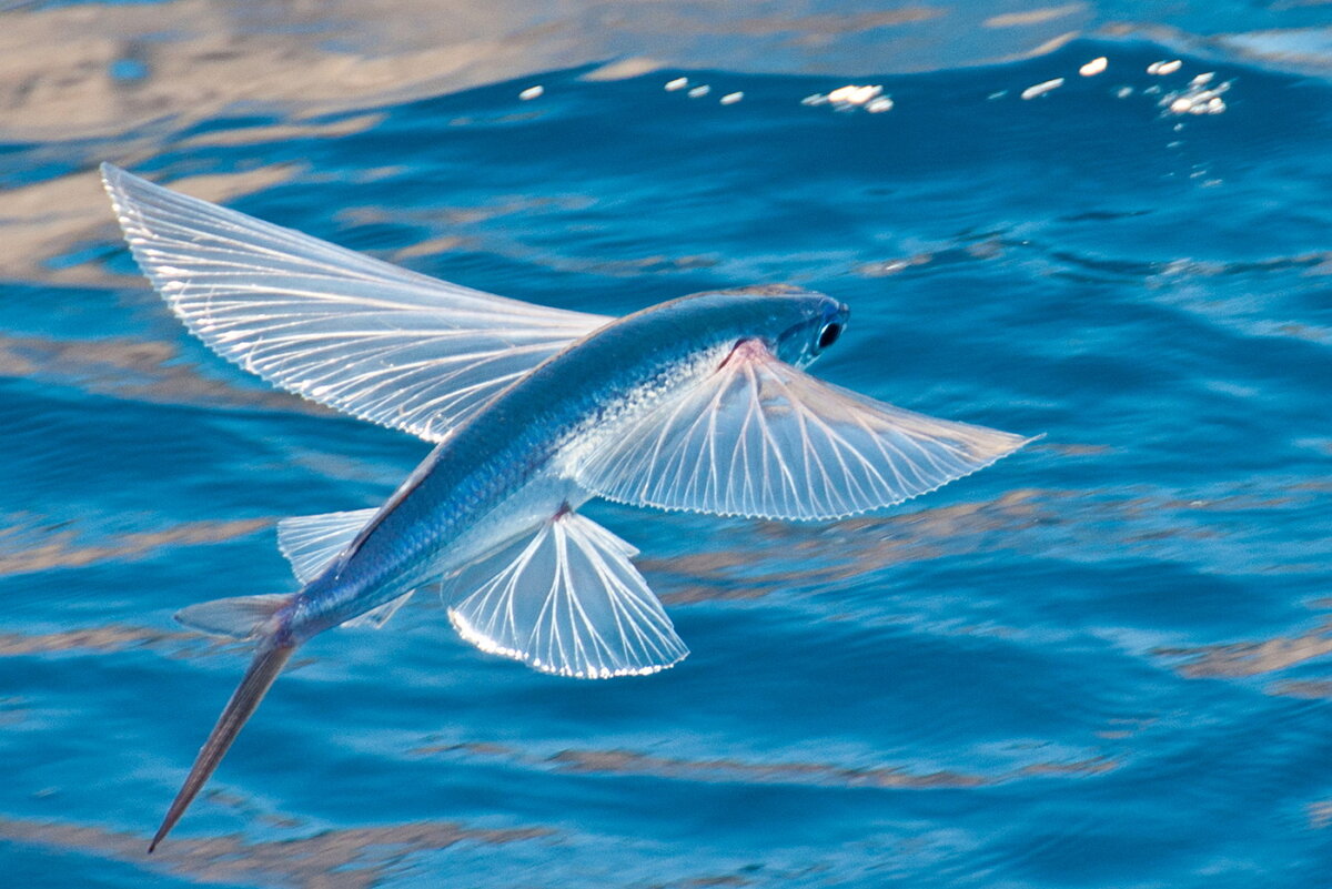 Крылатое море. Летучая рыба – Exocoetidae. Двукрылая летучая рыба. Летучая рыба биплан. Четырёхкрылая летучая рыба.