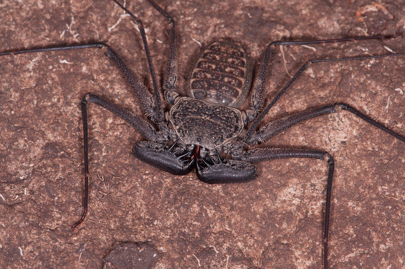 Фрин из рода Phrynus. Фото Mark Yokoyama (flickr.com)