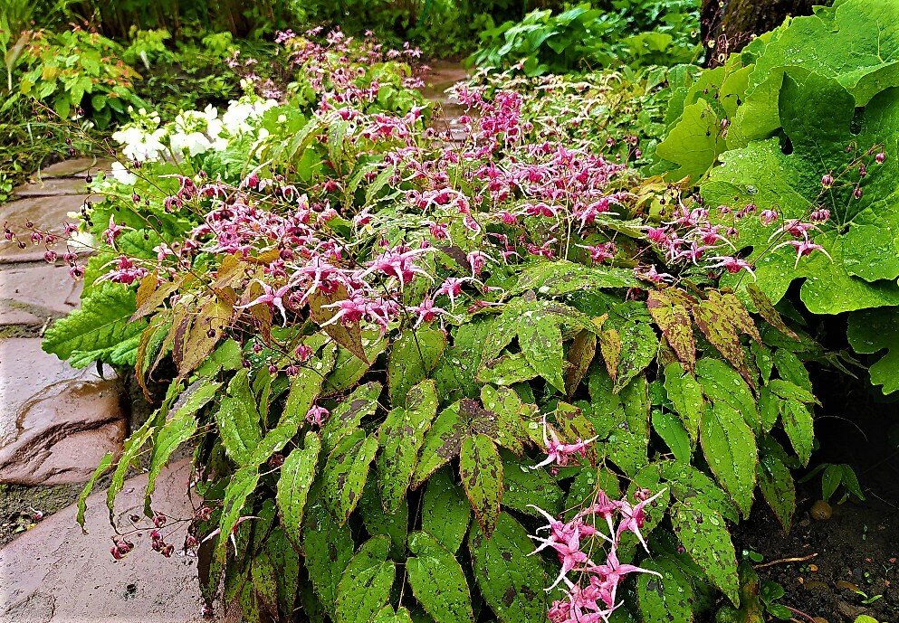 Листайте галерею для просмотра. Горянка Pink Champagne. Фото с сайта: https://chelsea-garden-shop.com.ua.