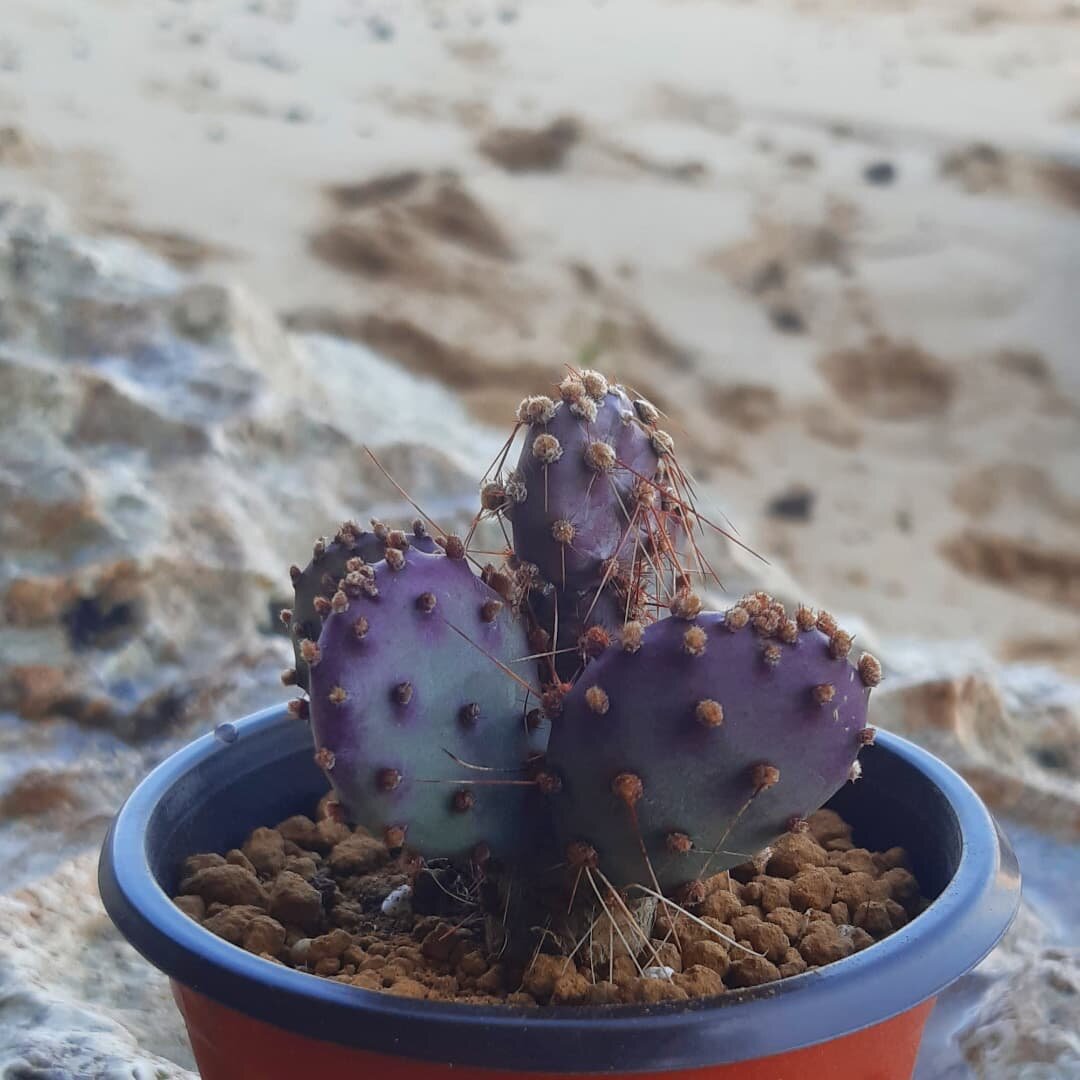 @dfairygarden