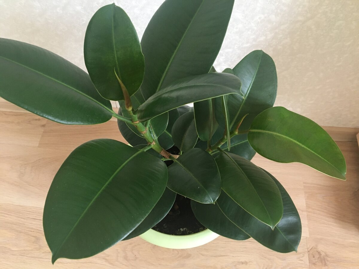 Фикус хорошо черенкуется в горячей воде. Фото автора