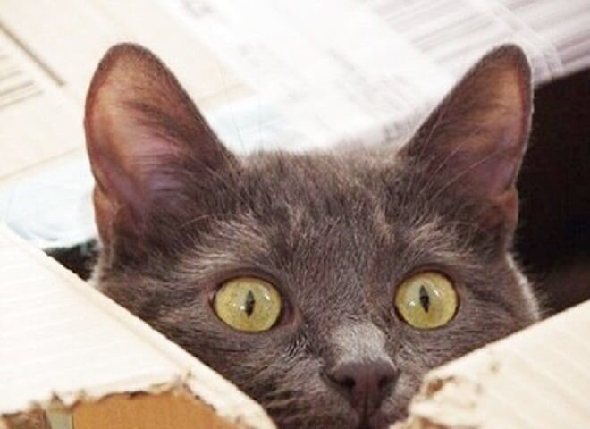 источникhttps://onashem.mediasole.ru/priyutskiy_kot_okazalsya_slishkom_aktivnym_i_eto_povliyalo_na_ego_zdorove_vprochem_on_vse_ravno_ostalsya_zhiznelyubom