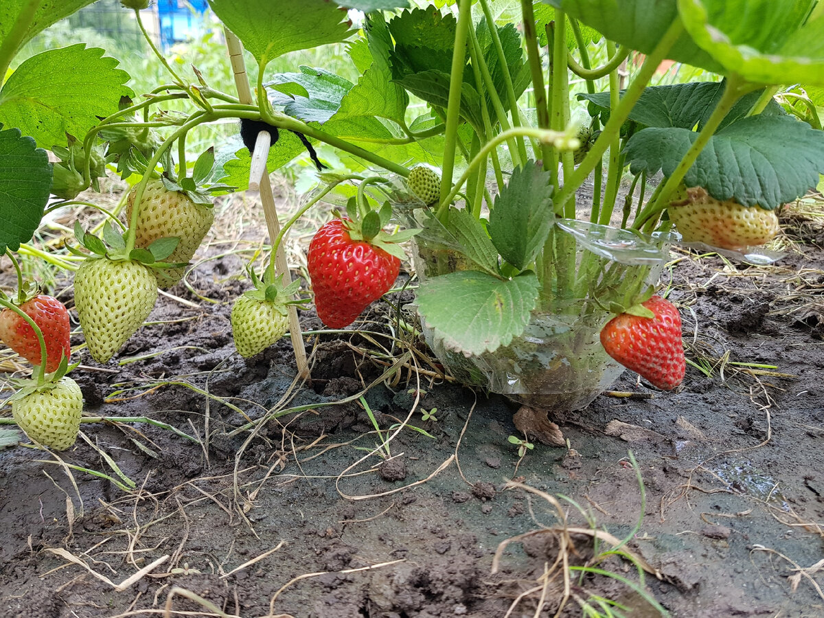 Сорт Мурано