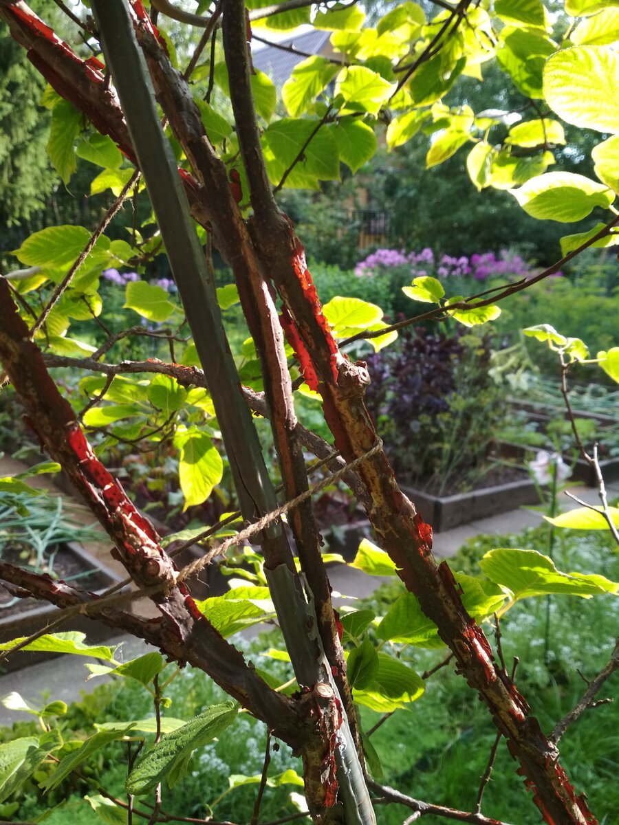 Отслаивающаяся кора на старых ветвях в лучах заходящего солнца становится красно-коричневой.