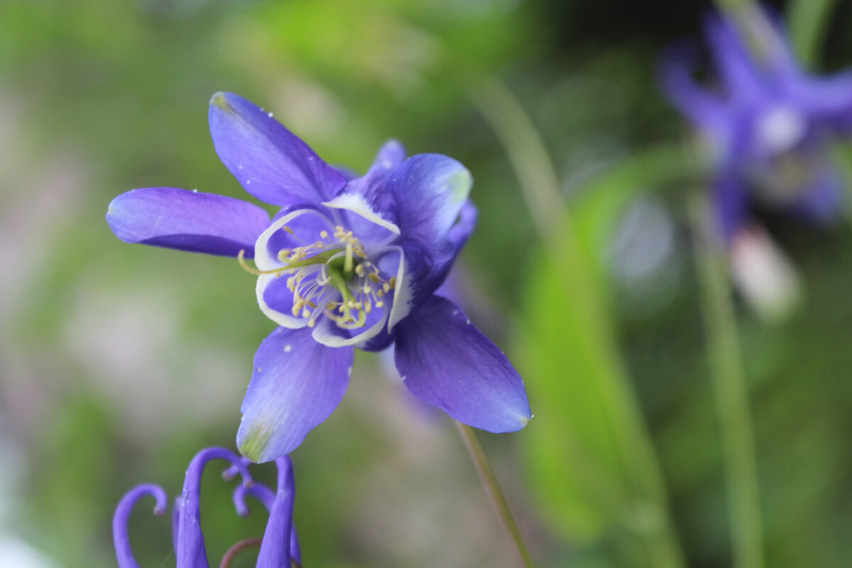 Дикая природа Амурской тайги